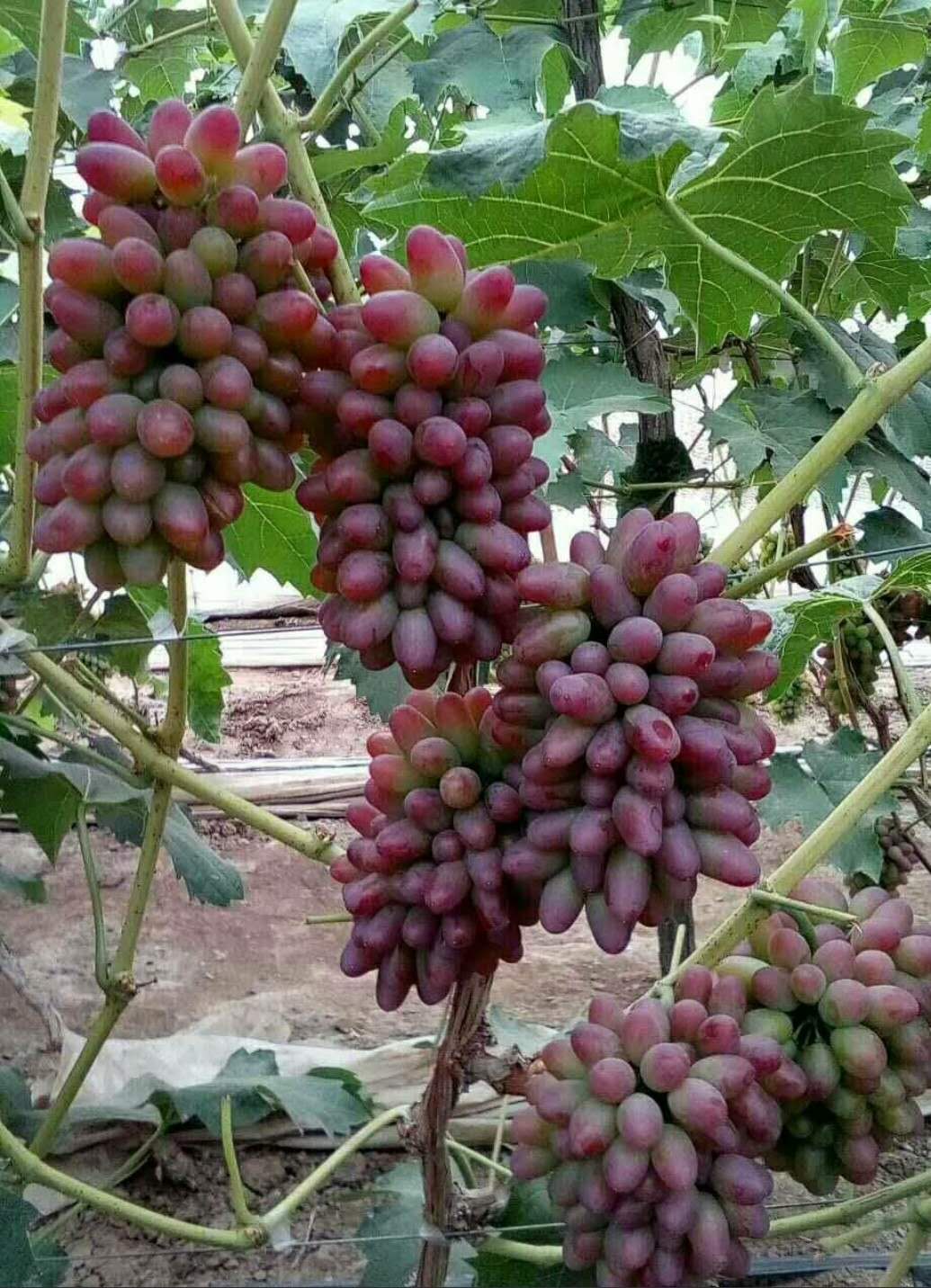 葡萄种植园