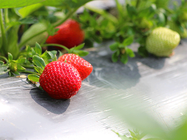 草莓基地